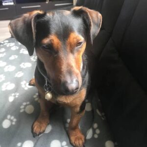 Foto van Spike