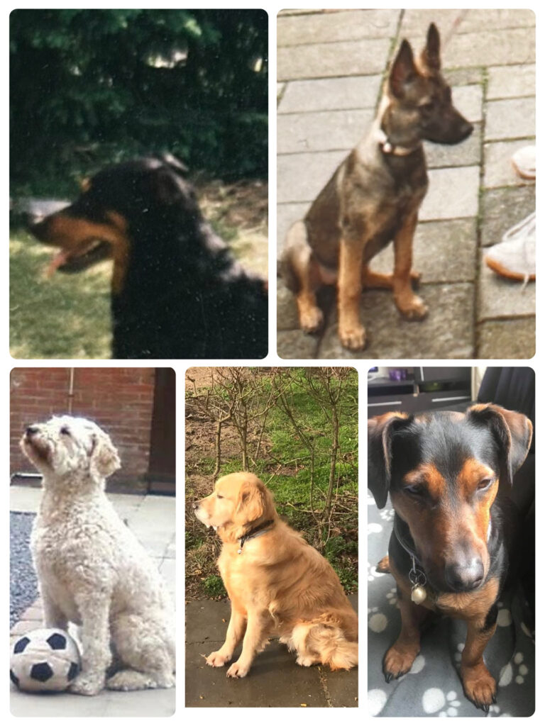 Alle vijf de honden op een foto